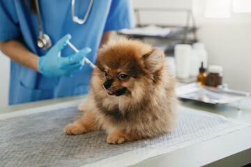 Veterinary laboratories - Injection dogs.