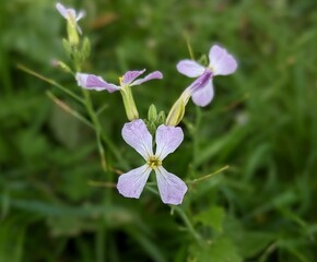 closeup of brassicaceae flower, raphanus sativus, wild radish wildflower