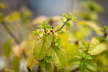 mint plant in a garden in australia