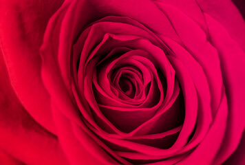 Close-up of abstract image of pink rose petal. Valentine day, love and wedding concept.