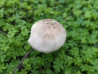 mushroom in the grass
