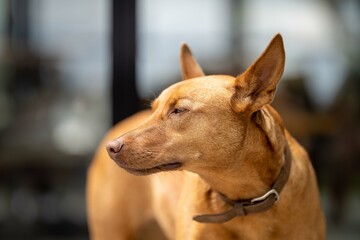 beautiful kelpie working farm dog close up in australia