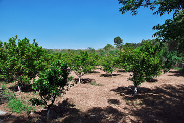 Fototapeta na wymiar Small mango garden in center of Pakistan