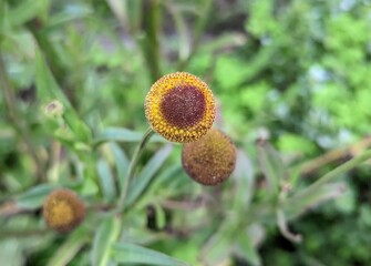 Obraz premium closeup of helenium puberulum herb, rosilla plant