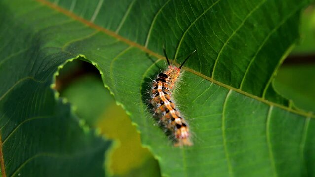 caterpillars that start appearing in the rainy season