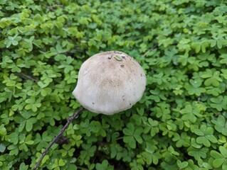 mushroom in the grass, volvariella volvacea mushroom, edible mushroom