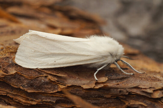 Closeup On The White Water Ermine Tussock Moth, Spilosoma Urticae, Sitting On Wood