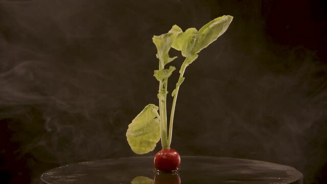 Radieschen dreht sich