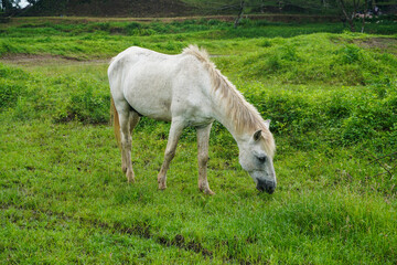 Naklejka na ściany i meble White horse eating grass on green fields