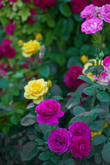 Beautiful pink climbing roses in summer garden with white background. Soft focus.