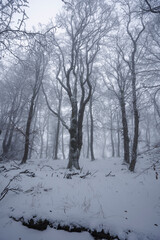 Winterlandschaft in der Rhön- Wanderung zum Steinkopf(888m) 25