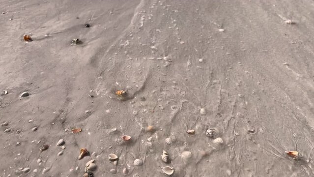 Close up sandy beach and seashells
