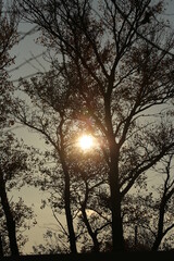 arbre et coucher  de soleil