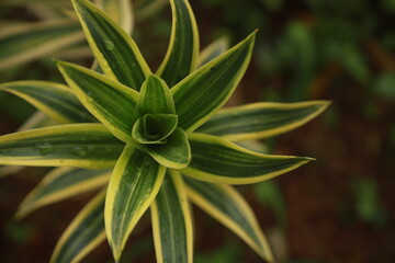 Song of India flowers (Dracaena reflexa) with green and yellow leaves like pandan
