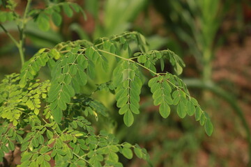 Moringa leaves appear yellow because they don't get proper nutrition
