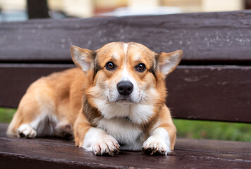 A pembroke corgi dog is lying on a bench. A beautiful red-haired dog is looking straight into the...