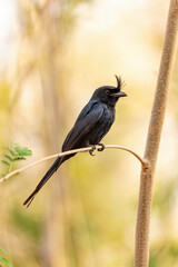 Crested Drongo (Dicrurus Forficatus), endemic passerine bird in the family Dicruridae sits on branch in Kirindy Forest. Madagascar wildlife
