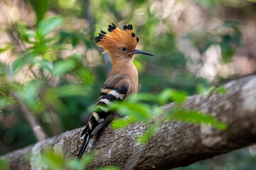 Madagascar hoopoe (Upupa marginata), species of hoopoe in the family Upupidae. Endemic bird sitting on tree trunk. Isalo National Park, Madagascar wildlife animal.