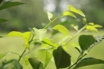 lime leaf shoots that grow abundantly