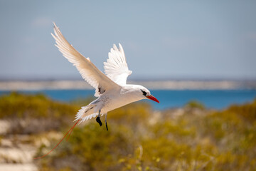 The red-tailed tropicbird (Phaethon rubricauda) in flight. Seabird native to tropical parts of Indian and Pacific Oceans. Bird flying against blue sky on island Nosy Ve. Madagascar wildlife animal.