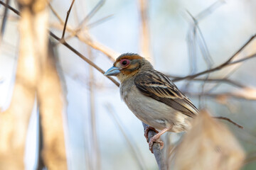 Sakalava Weaver female (Ploceus sakalava), Endemic bird perched on tree in woodland, Kirindy Forest, Madagascar wildlife animal.