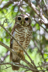 White-browed owl, (Athene superciliaris), Endemic bird known as the white-browed hawk-owl or Madagascar hawk-owl, family Strigidae. Parque nacional de Zombitse-Vohibasia, Madagascar wildlife animal.