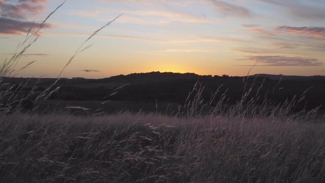 Natural grass moving in the wind during sunset, slow motion