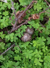 snails on the grass, garden snails