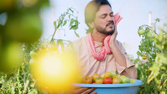 exhausted indian young farmer while plucking tomato in farm suring hot sunny day by washing sweat - concept of hardworking, daily labour and village lifestyle