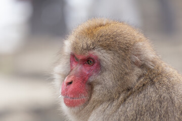 Snow Monkey (Japanese Macaque) near a warm spring in Japan.
