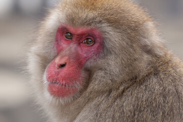 Snow Monkey (Japanese Macaque) near a warm spring in Japan.