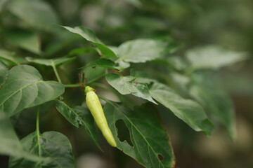 Green chili peppers starting to bear fruit in a garden