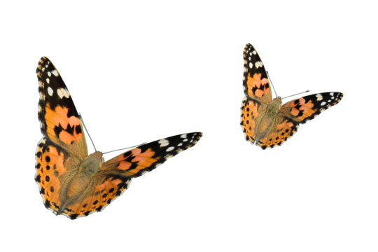 Brown painted lady butterflies, Vanessa cardui isolated on white background