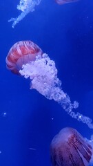 jellyfish in aquarium