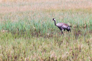 Obraz na płótnie Canvas Eurasian crane in a wetland at springtime