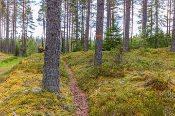 Obraz premium Woodland trail in a pine woodland