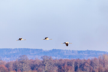 Cranes flying above the trees