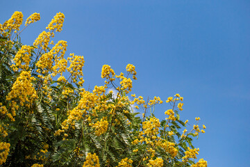 Siamese senna flower and blue sky