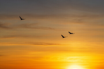 Fototapeta na wymiar Cranes in the sky at sunset