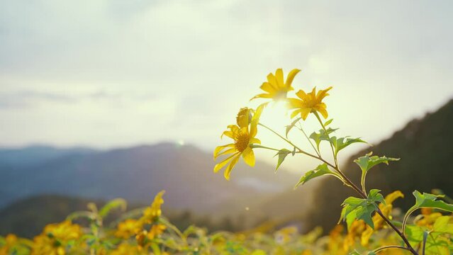 Close up shot of yellow flower, Bua tong flower in flower field and sky at sunset