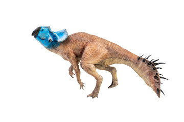 Protoceratops  , dinosaur on  isolated background