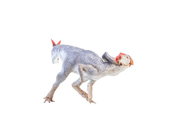 Protoceratops  , dinosaur on  isolated background