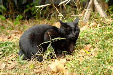 black cat in the park