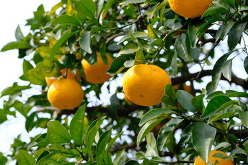 fruits of Chinese citrus in winter
