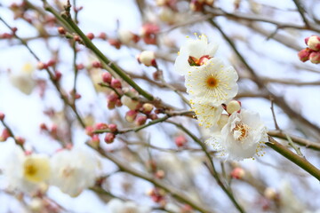 white Japanese apricot in full blooming