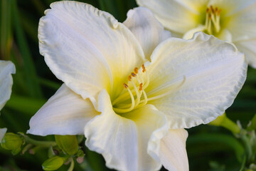 selective focus on some kind of cream daylily flower Cool it. High quality photo