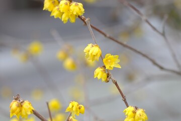 Winter sweet , Japanese allspice in full blooming