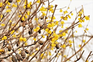 Winter sweet , Japanese allspice in full blooming