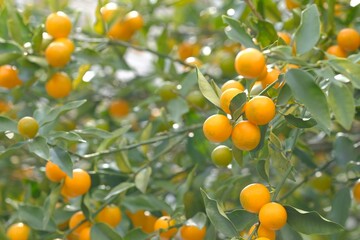 fruits of Kumquat in winter