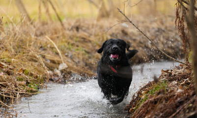 Labrador labrador dog caught in nature. detail.